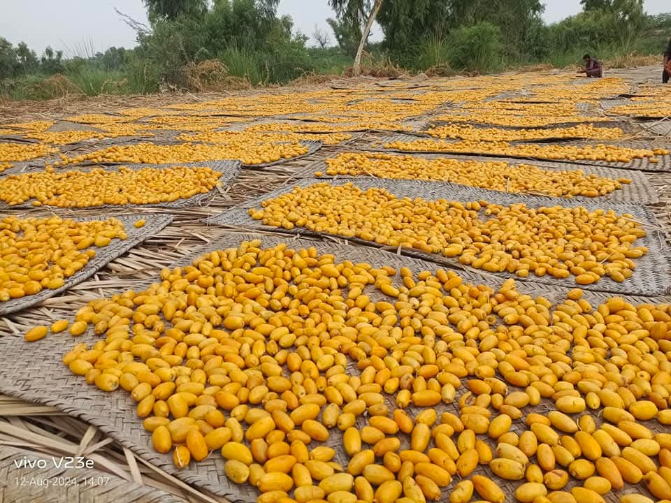 Our Orchards