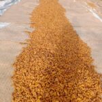 Premium Yellow Dried Dates