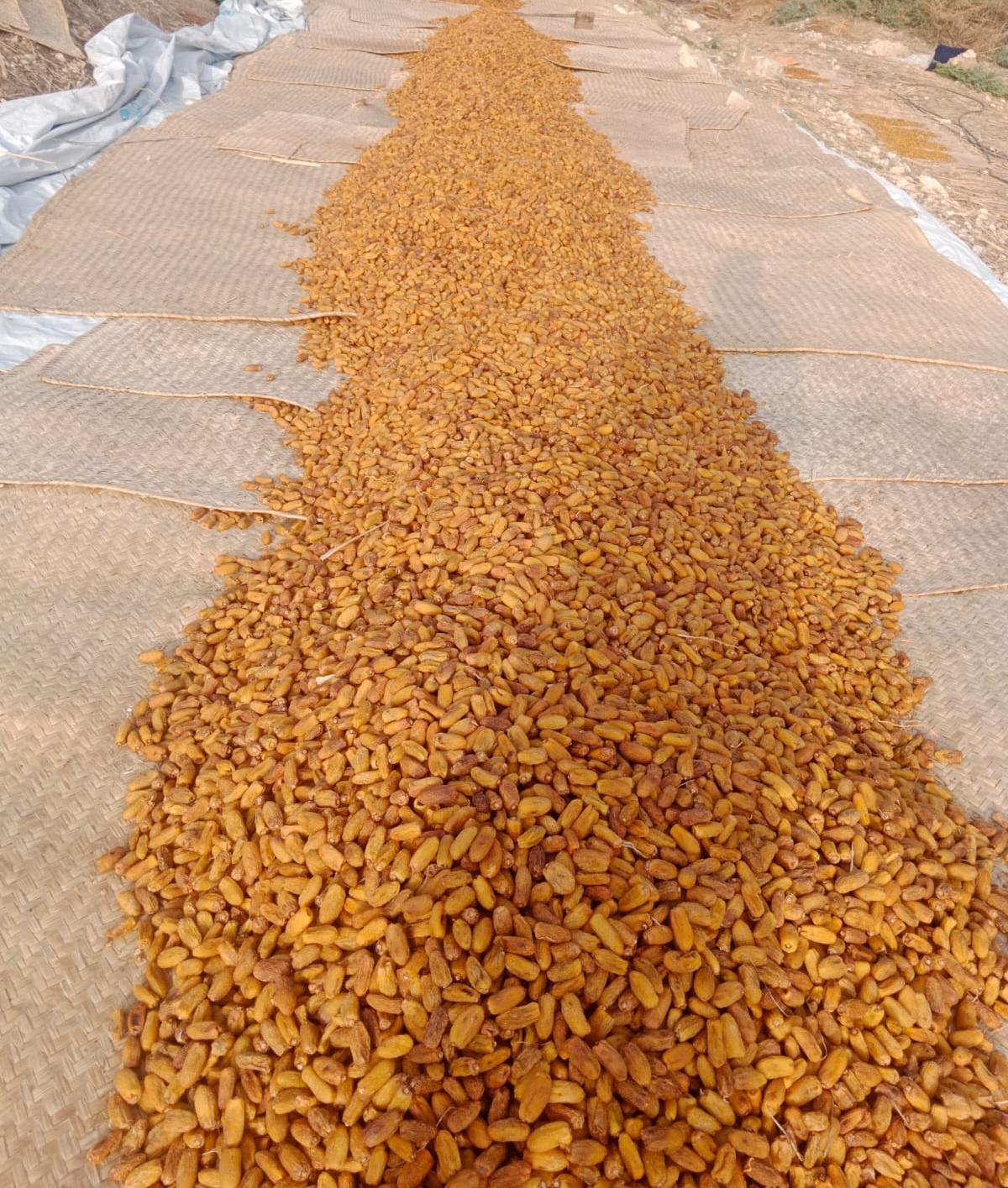 Premium Yellow Dried Dates